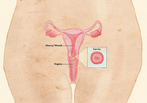 anatomy cervix